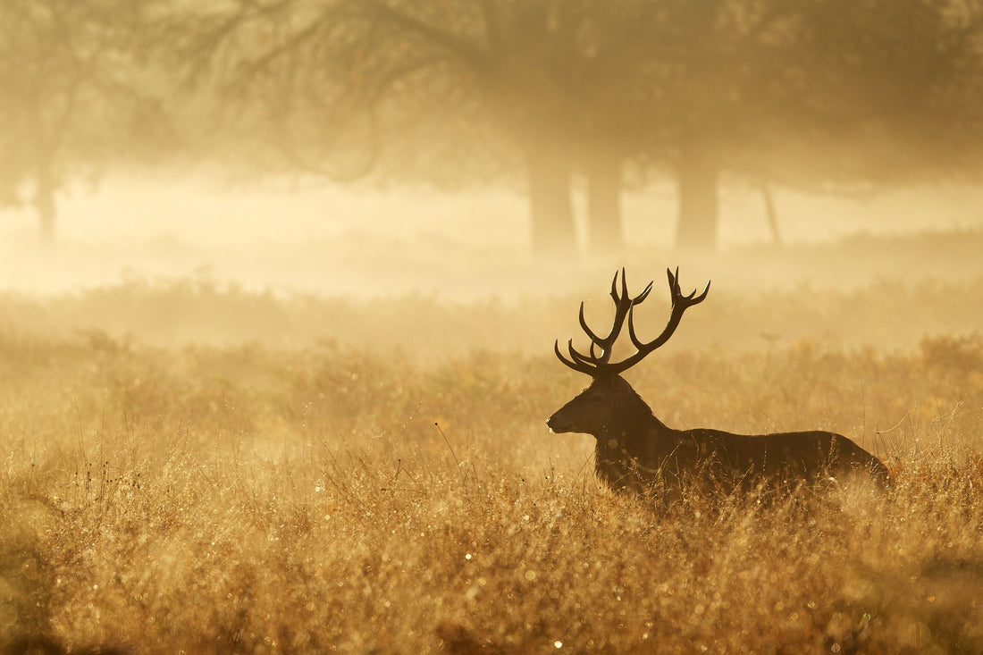 Practical Tips for Long-Range Hunting Success